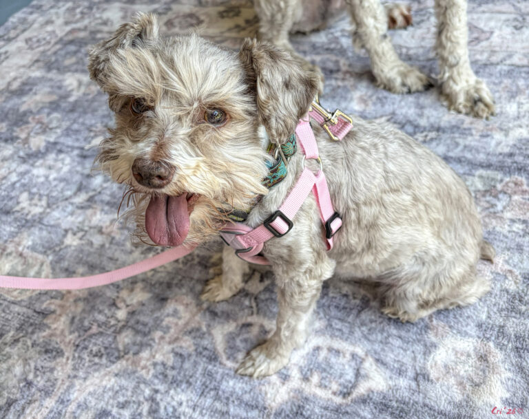 photo of a chocolate merle schnoodle sitting on a rug. she is wearing a pink harness and turquoise martingale collar.