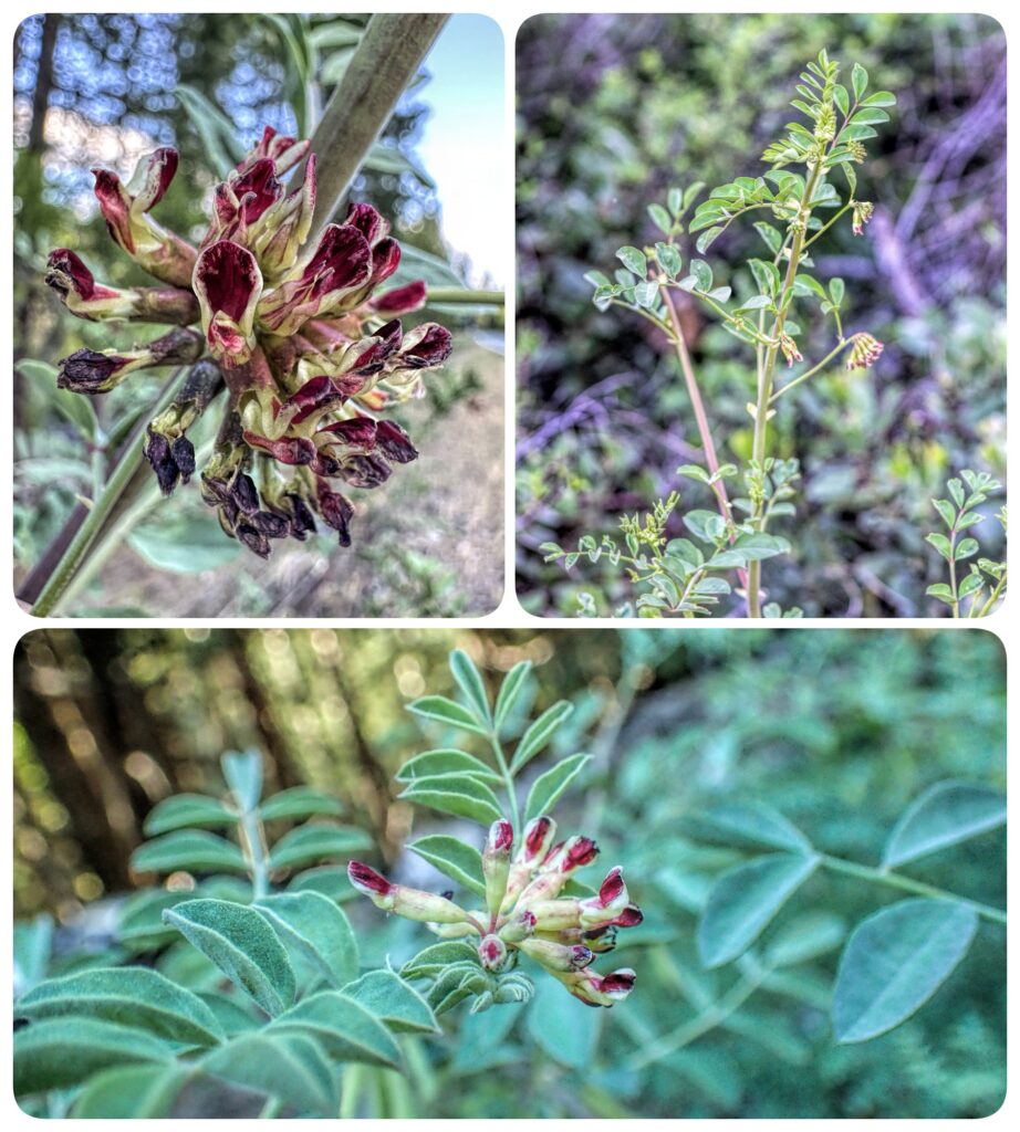 three up collage of blooming big deer vetch flowers and leaves.