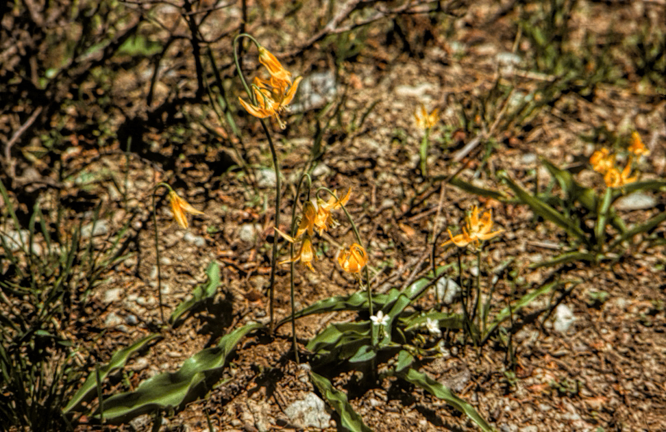 photo of a patch of small orange lilies.
