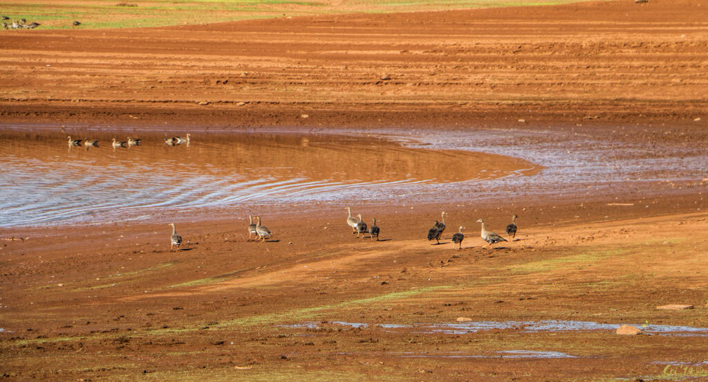 photo of greater white fronted geese in and around a shallow bit of water in a very dry lakebed.
