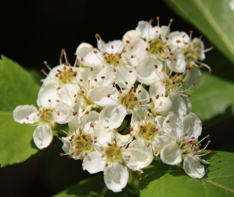 photo of a cluster of small, white hawthorn flowers.