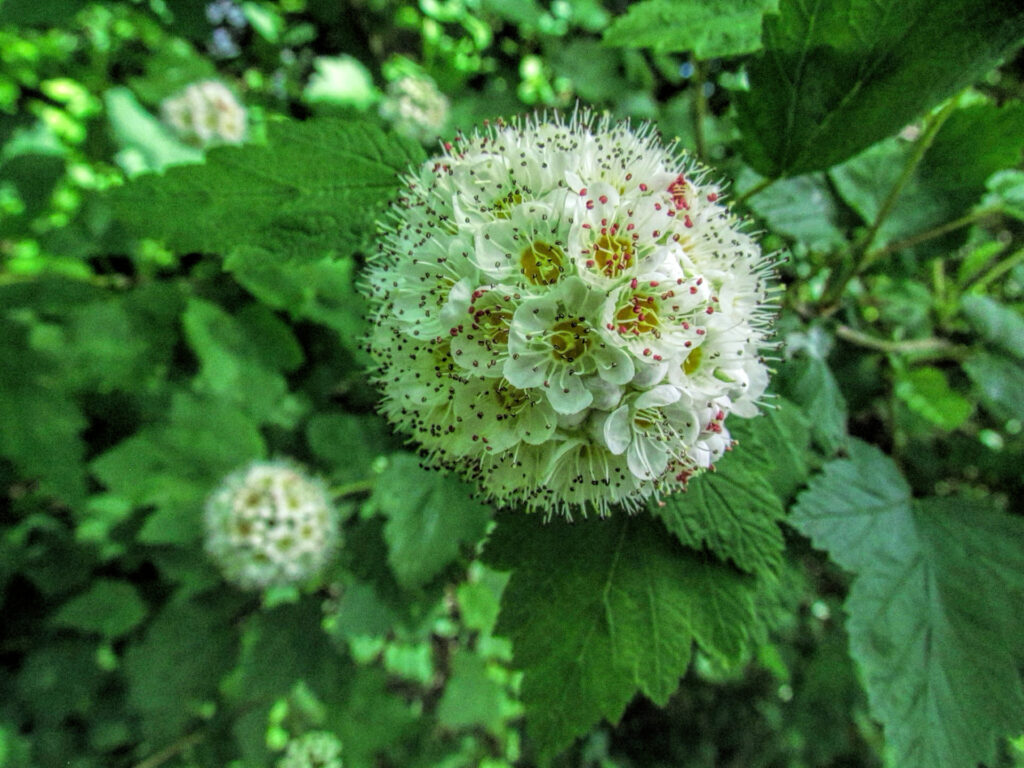 photo of a spherical cluster of pacific ninebark flowers.