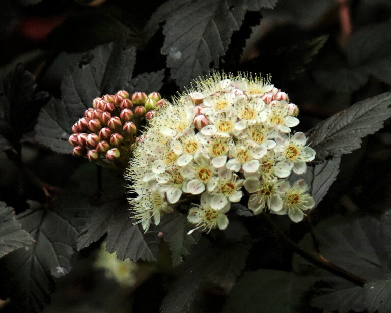 photo of a cluster of pacific ninebark flowers with a cluster of unopened buds to the left.