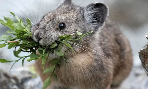 photo of a pika with a mouthful of green plants.