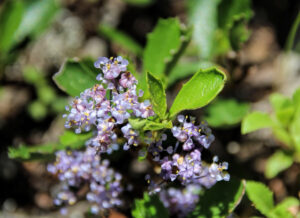 photo of a branch of a ceanothus plant with purple flowers.