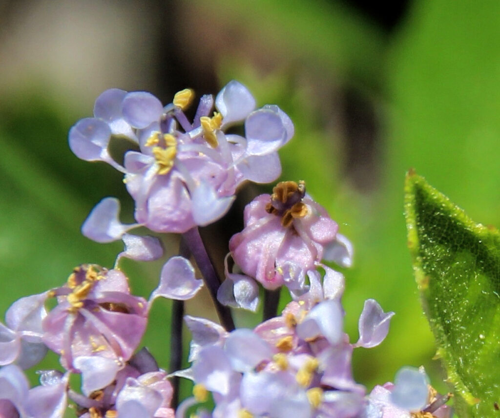 macro photo of blue ceanothus flowers.