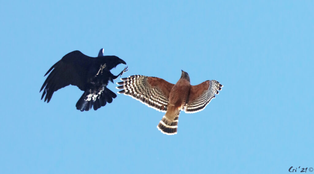 photo of a red-shouldered hawk and a raven in an aerial battle.