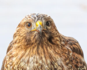 close up photo of a red shouldered hawk looking directly at the camera.