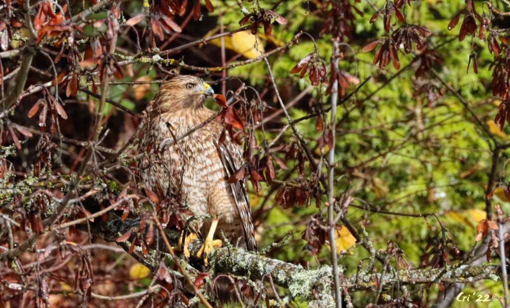 photo of a red shouldered hawk in a big leaf maple tree.