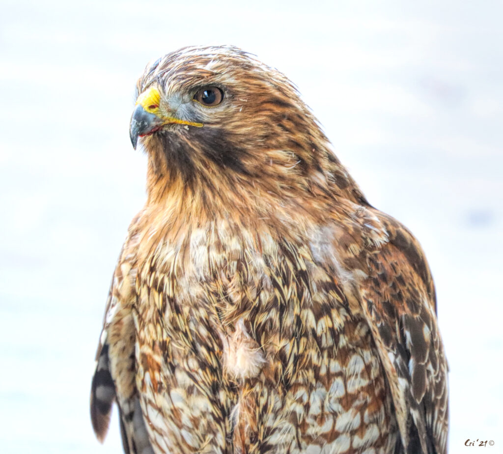 close up photo of a red shouldered hawk, showing from just above the bottom of their wings up.
