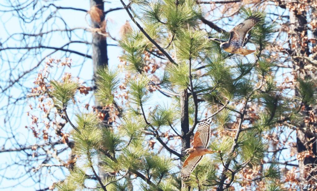 photo of a red tailed hawk and red shouldered hawk soaring through trees.