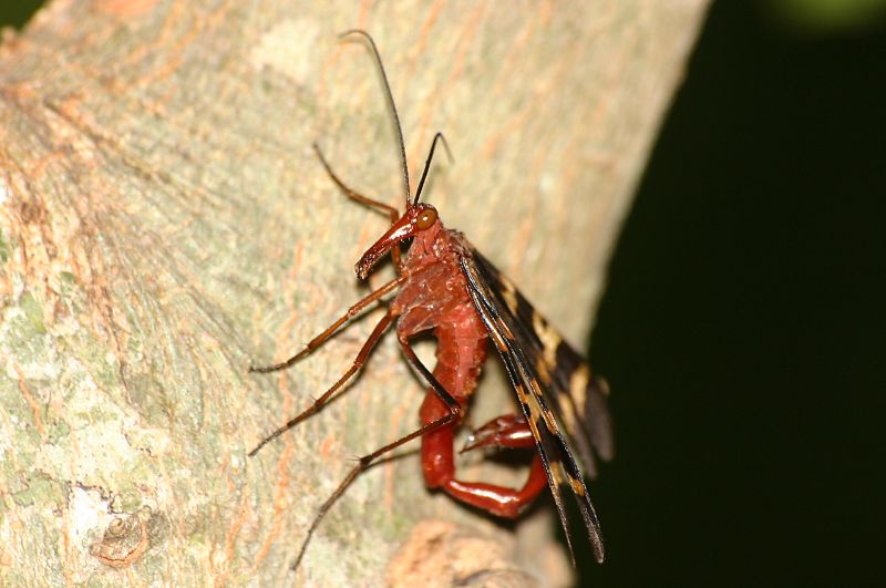 photo of a common scorpionfly male. he is on the trunk of a tree. you can see his scorpion like tail and very long face.