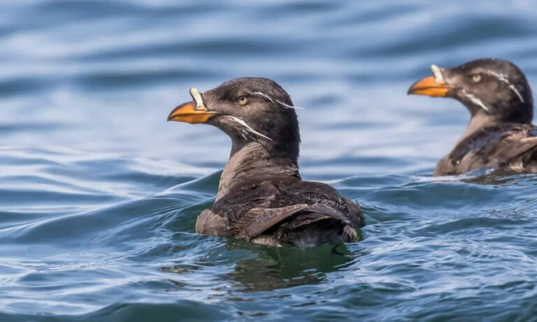 Photo of two Rhinoceros Auklets at sea.