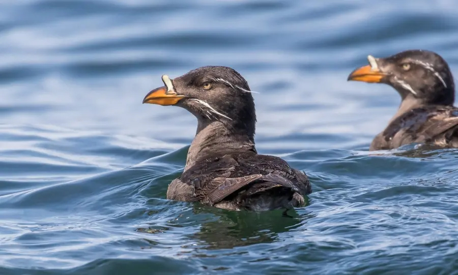 Photo of two Rhinoceros Auklets at sea.