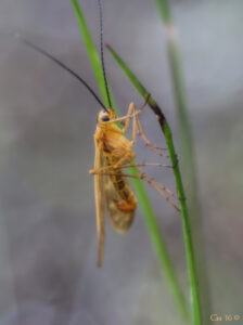 photo of a male short-nosed scorpionfly perched vertically on a tall blade of grass.