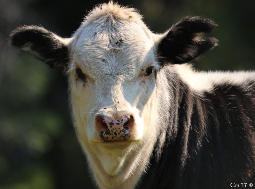 photo of a black and white cow looking directly at the camera.