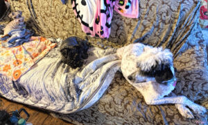 photo of three freshly groomed dogs on a sofa.
