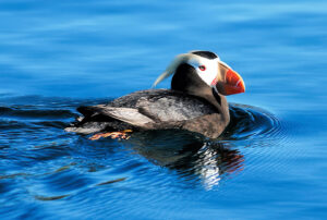photo of a tufted puffin in breeding plumage swimming in calm water.