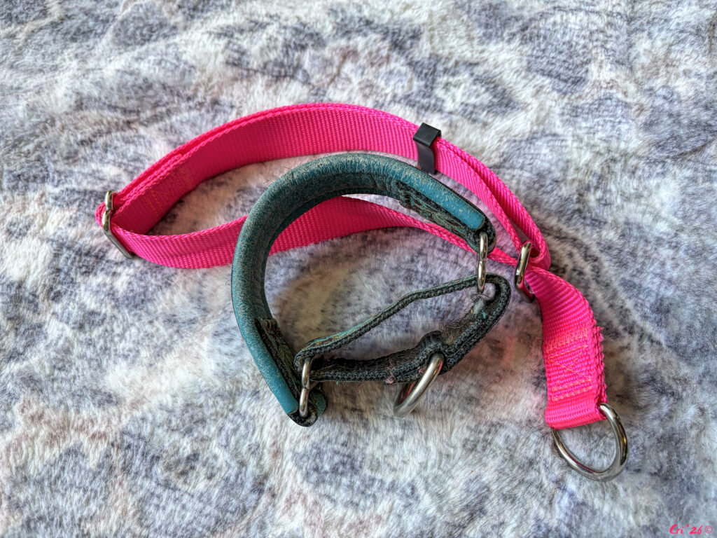 photo of two types of dog safety collars.