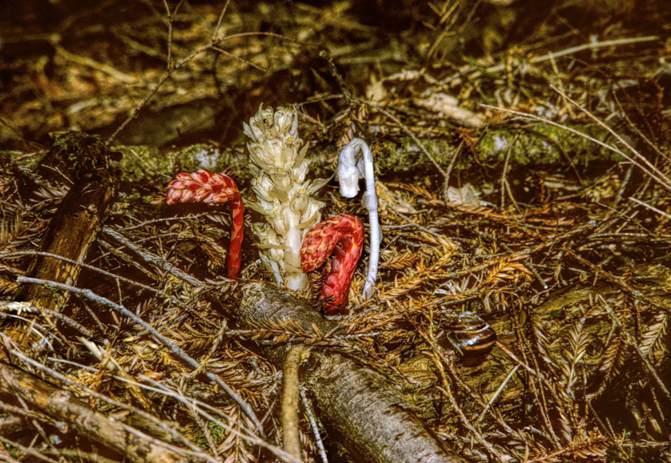 black and white photo of two pinesap and a ghost pipe and a pinesap.