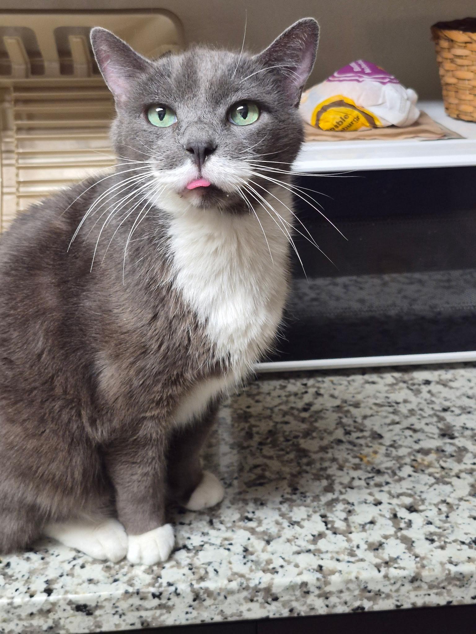 photo of a gray and white tuxedo cat with mint green eyes sitting on a counter top.