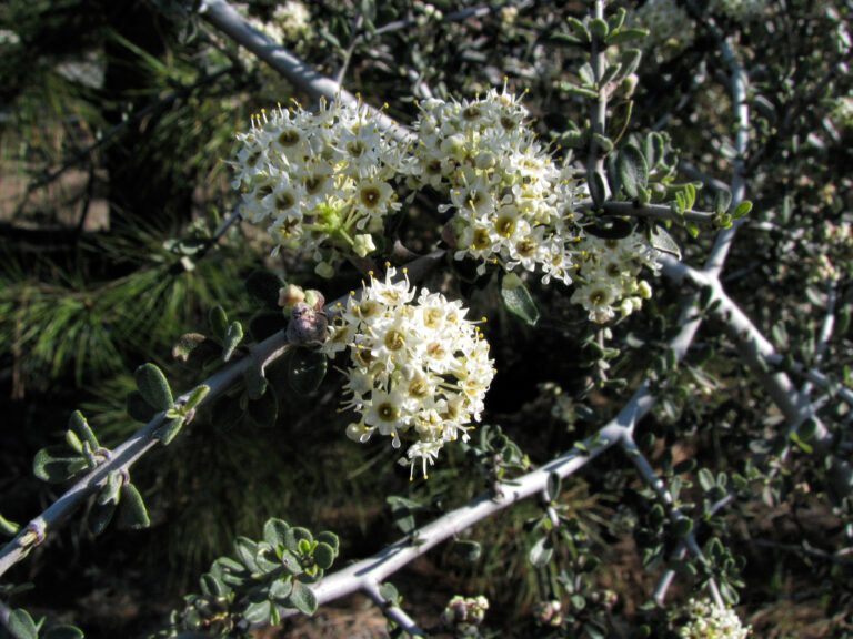 photo of a group of buckbrush flowers.