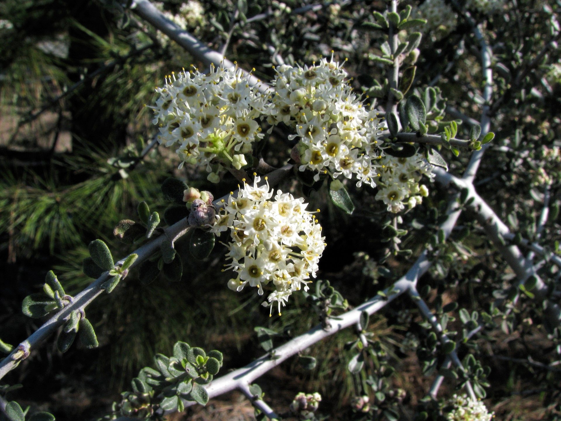 photo of a group of buckbrush flowers.