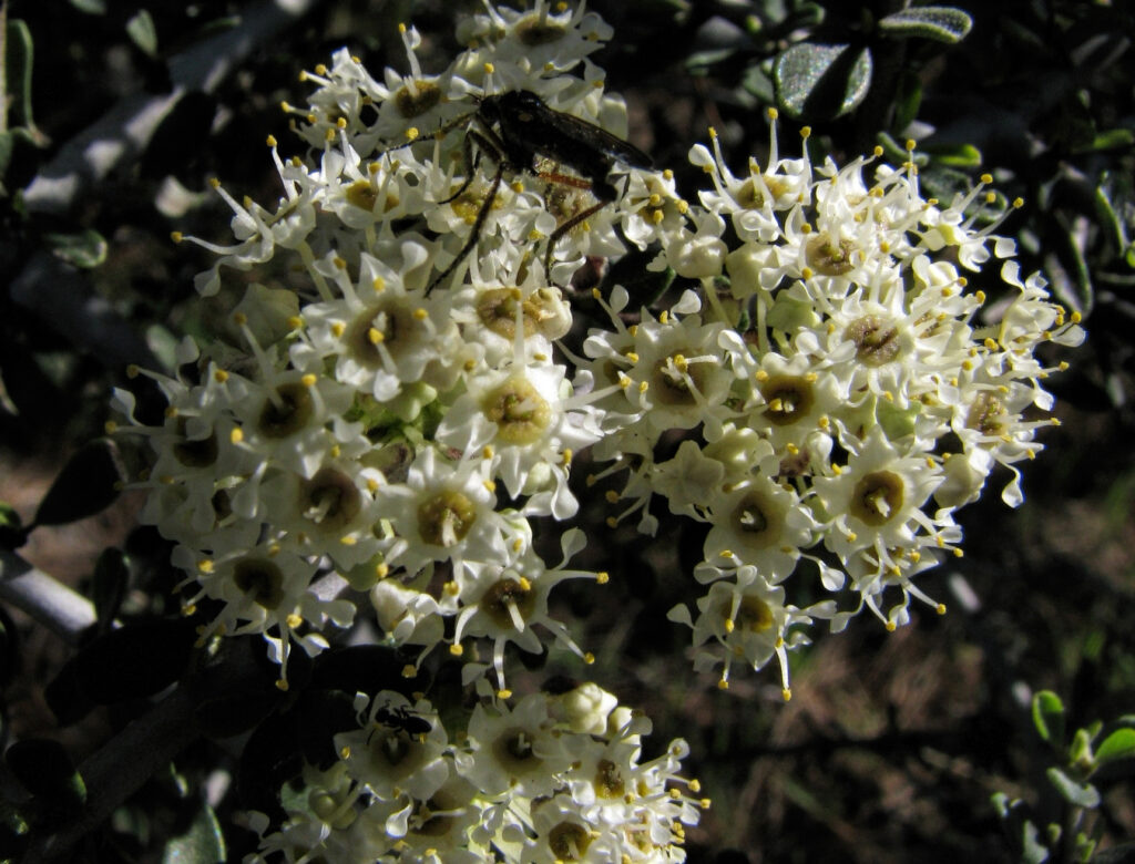 close up photo of buckbrush flowers with a dark colored fly drinking nectar.