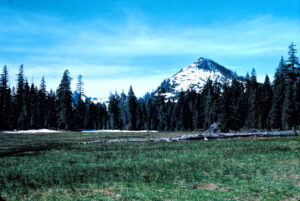 photo of a green meadow with conifers at the back and a snowy peak behind those.