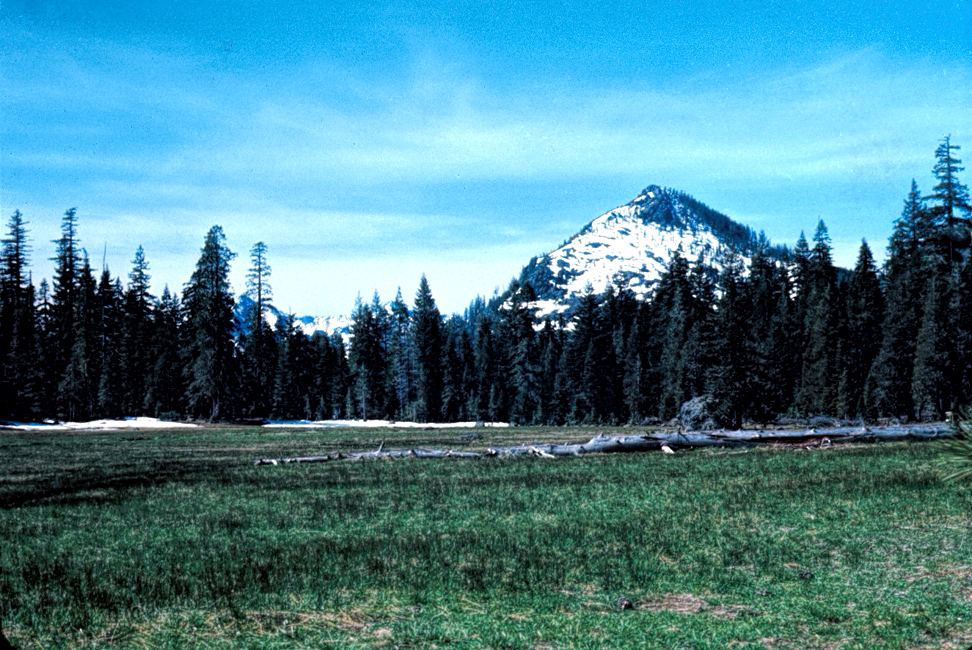 photo of a green meadow with conifers at the back and a snowy peak behind those.