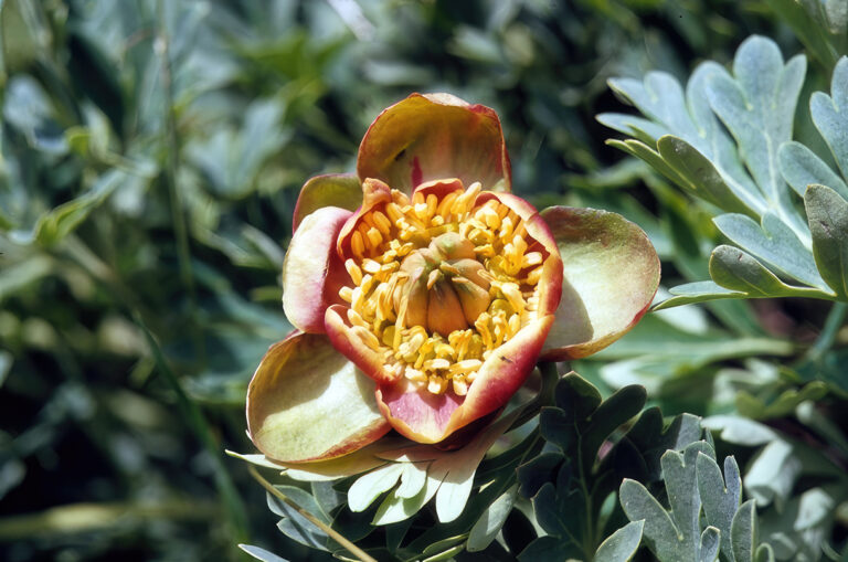close up photo of a wild peony.