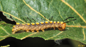 macro photo looking at a caterpillar on a big leaf maple leaf. the pillar is in profile. they are tan with dark brown and black spots on their side. their head is orange/brown. they have large yellow raised circles on their back. it's all topped off with long paddle-shaped black hairs - a pair on each yellow circle and two pairs at the front circle.