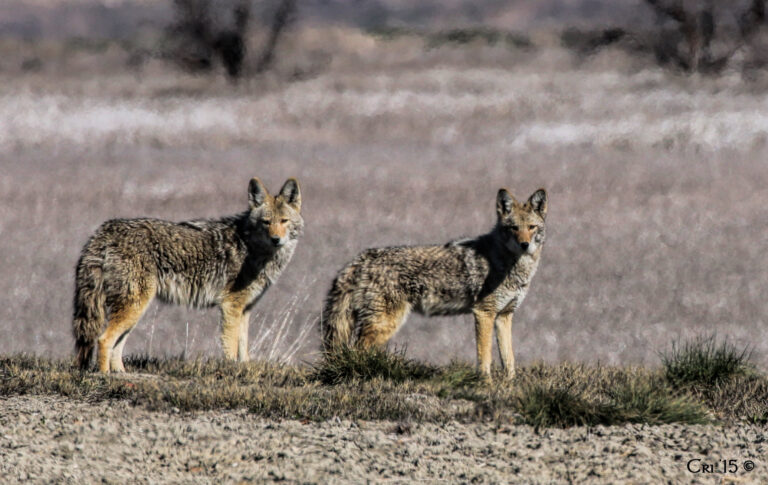 photo of a pair of coyotes in a field of dry grass.