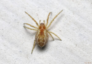 photo of a small, orange spider with cream colored hairs forming a pattern on their abdomen.