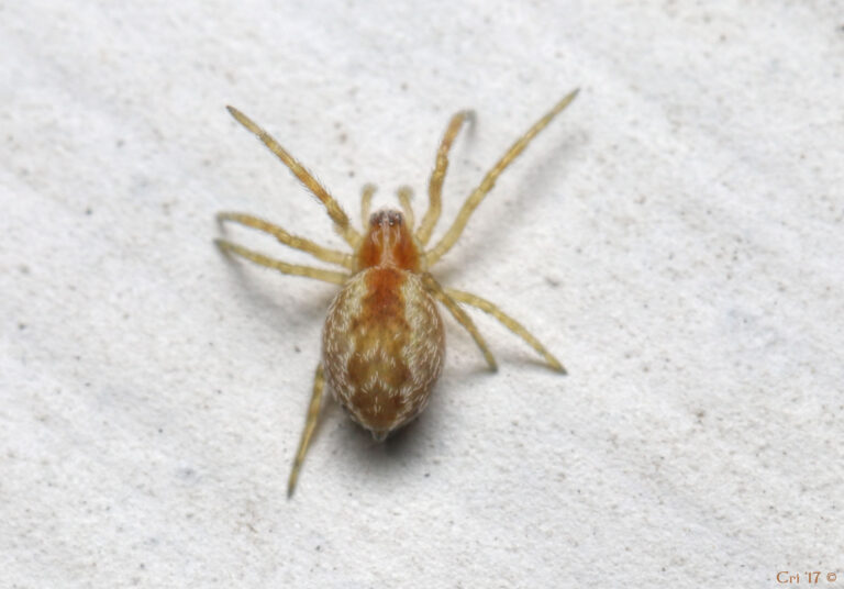 photo of a small, orange spider with cream colored hairs forming a pattern on their abdomen.