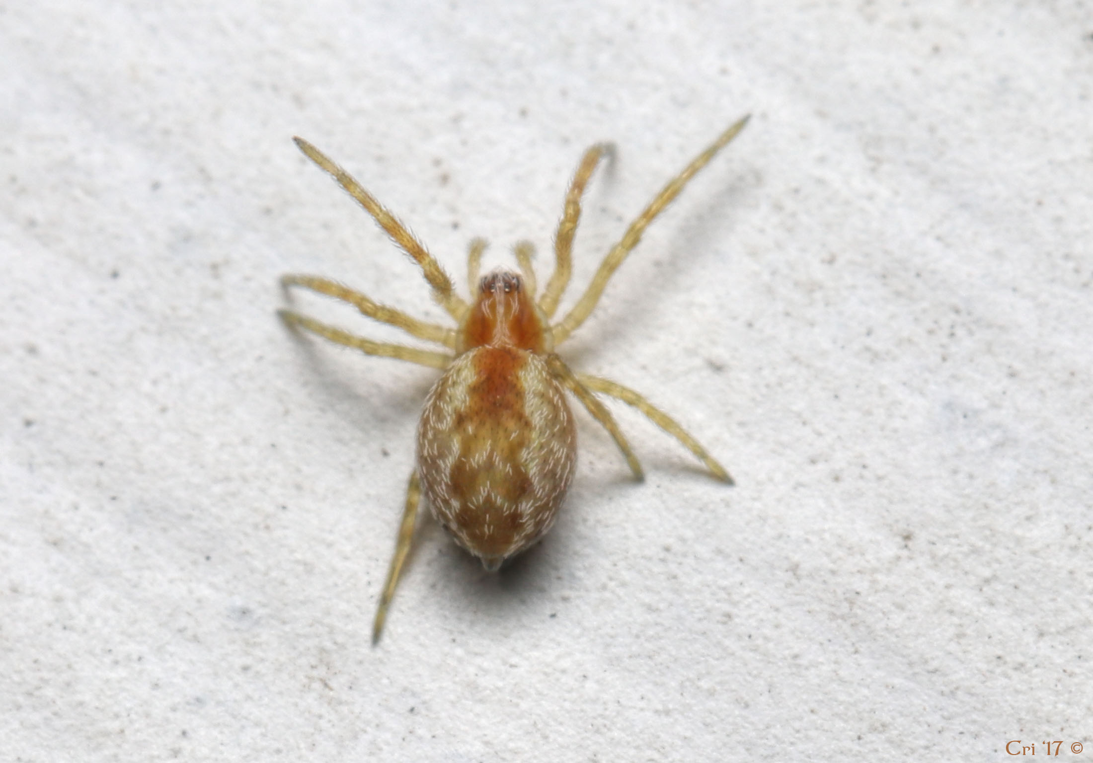 photo of a small, orange spider with cream colored hairs forming a pattern on their abdomen.