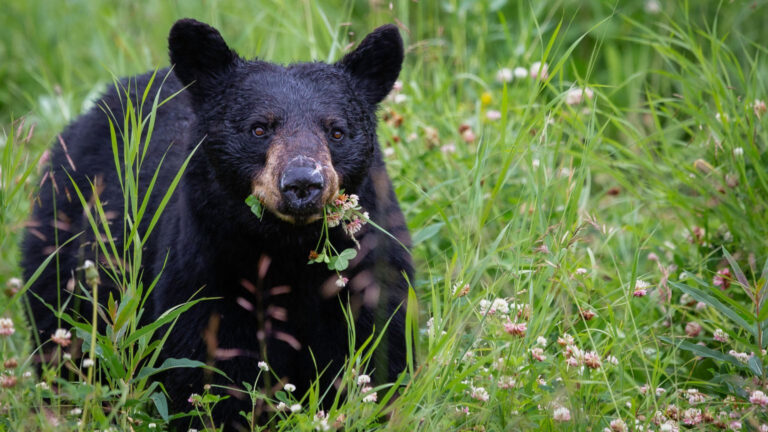 photo of a black bear eating clover