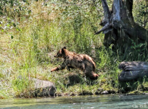 photo of a bear running away from the edge of a river.
