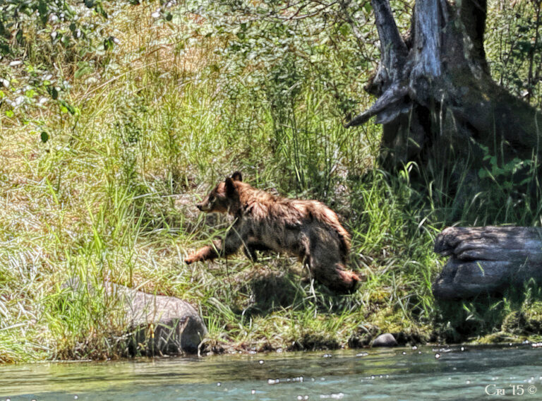 photo of a bear running away from the edge of a river.