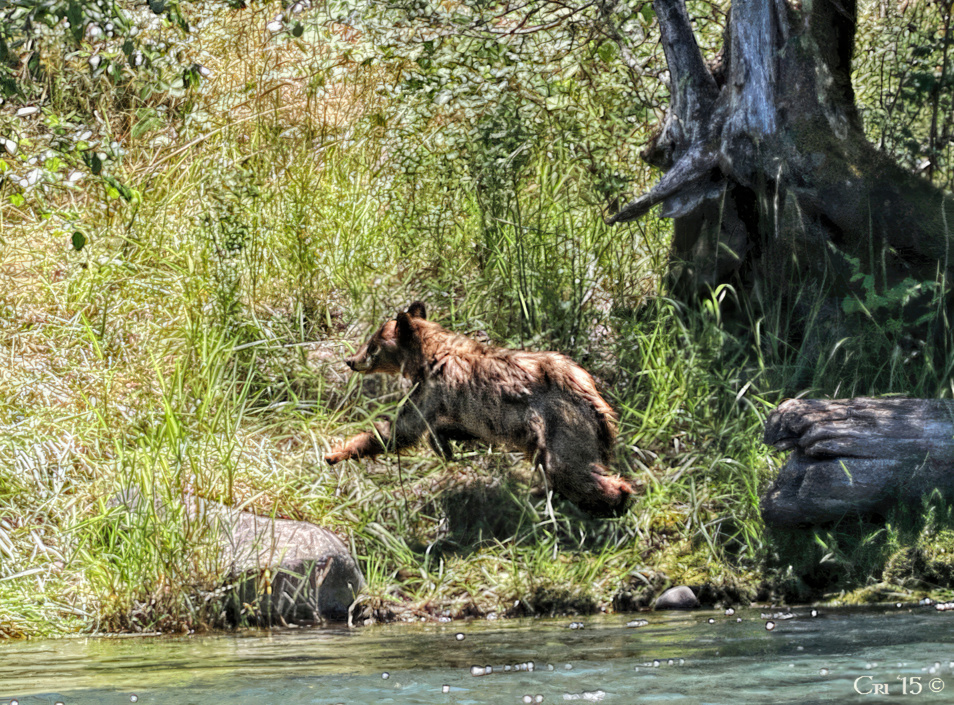 photo of a bear running away from the edge of a river.