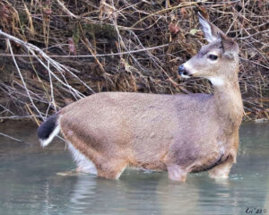 photo of a black tailed deer up to their belly in a river. they are in profile facing right with their head turned back in profile facing left.