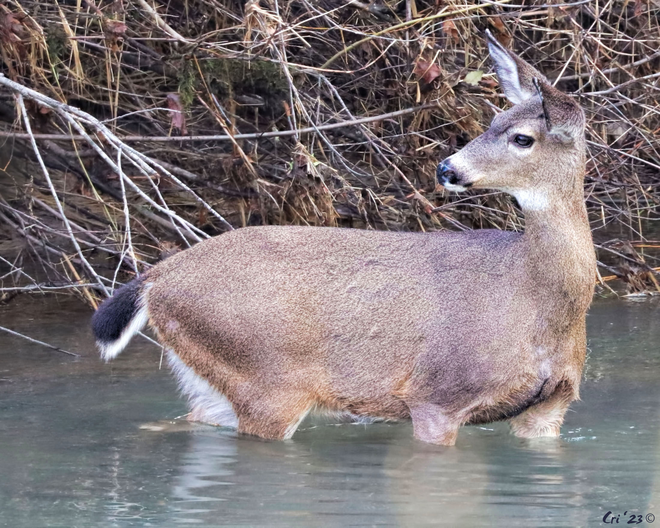 photo of a black tailed deer up to their belly in a river. they are in profile facing right with their head turned back in profile facing left.