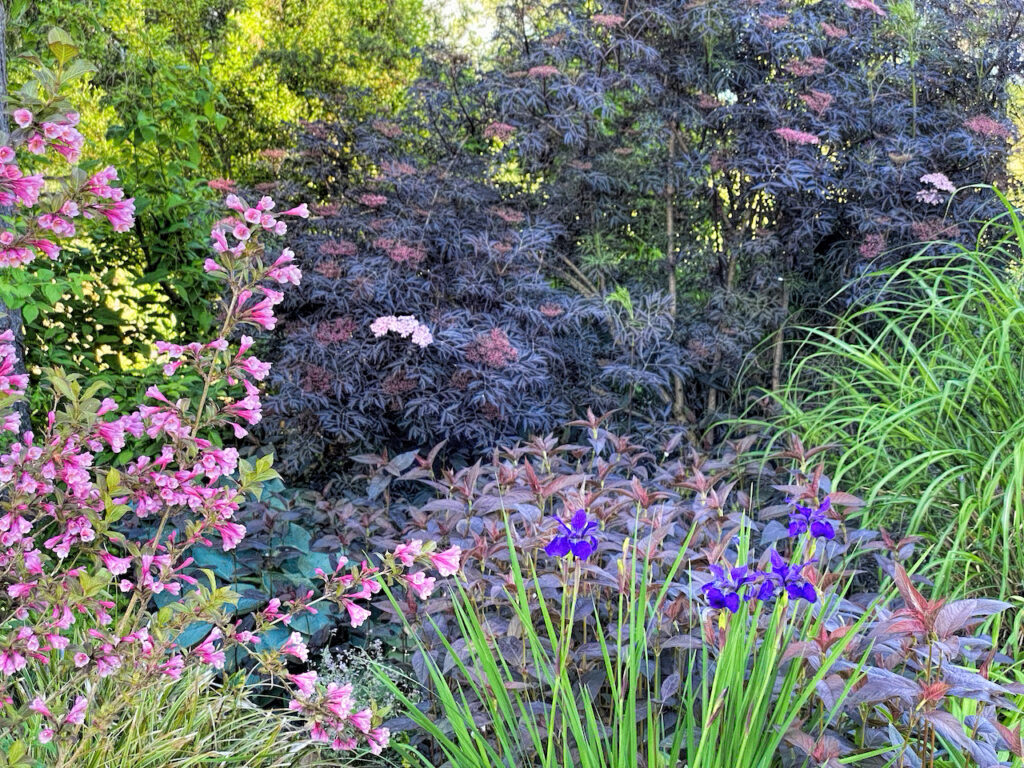 photo of a lush bog area in a xeriscape garden.
