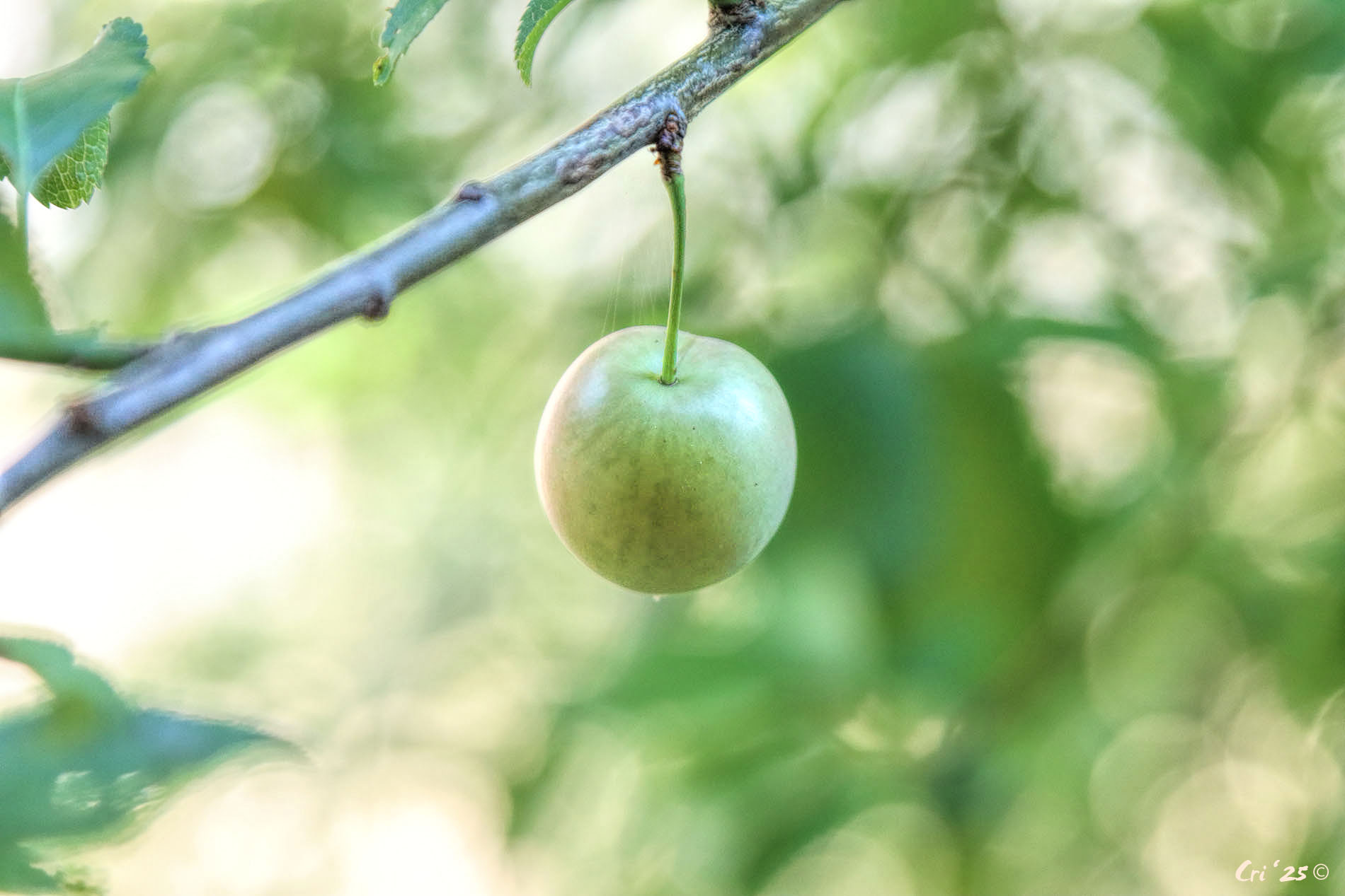 photo of a single still-green cherry on a branch. there is a hint of red color on the left side.