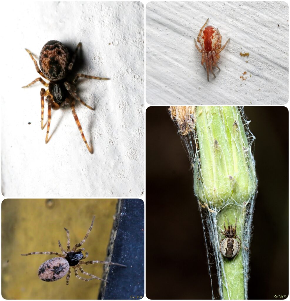 four up collage of macro photos of small spiders. in various colors.