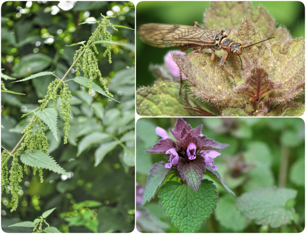 three up collage of a stinging nettle, a stonefly on a dead nettle and a dead nettle flower.