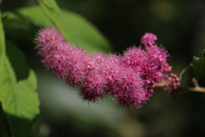 photo of the pink fuzzy looking flowers of a spiraea.