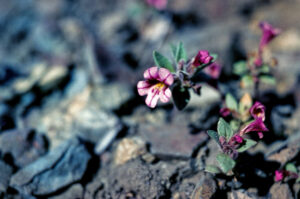 photo of a very small monkey flower growing in gravely substrate.