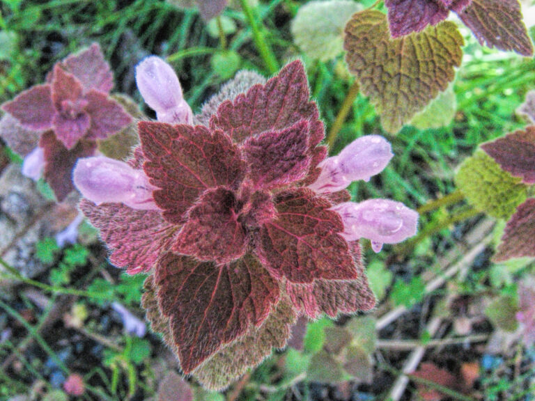 macro photo looking down on a flowering dead nettle.