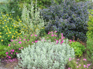 photo of a xeriscape garden blooming with multi colored flowers.